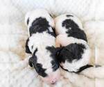 Small #3 Bernedoodle