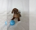 Dexter - Male Dachshund Puppy for Sale - Photo #2