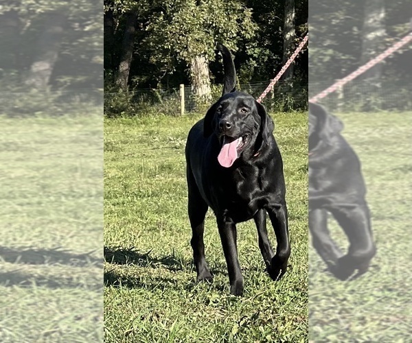 Medium Photo #1 Labrador Retriever Puppy For Sale in NEOLA, WV, USA