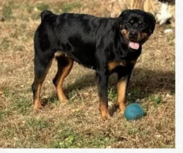 Medium Photo #1 Rottweiler Puppy For Sale in DOON, IA, USA