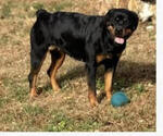 Small Photo #1 Rottweiler Puppy For Sale in DOON, IA, USA