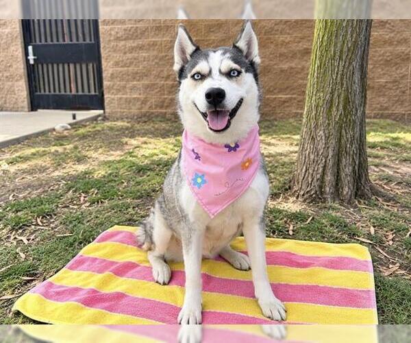 Medium Photo #2 Siberian Husky Puppy For Sale in Orange, CA, USA