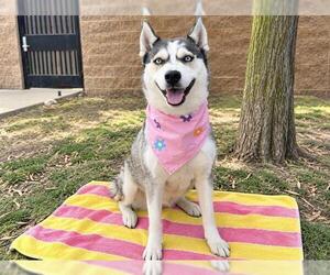 HOLLY - Female Siberian Husky Dog for Adoption - Photo #2