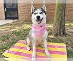 Small #1 Siberian Husky