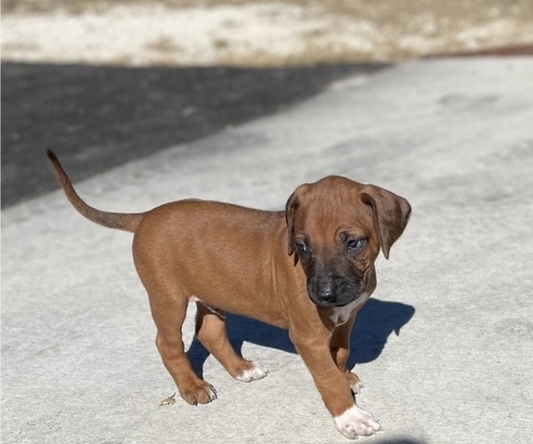 Medium Photo #25 Rhodesian Ridgeback Puppy For Sale in BOERNE, TX, USA