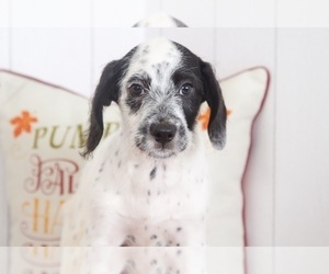 Dalmatian-Poodle (Miniature) Mix Puppy for sale in BEL AIR, MD, USA