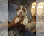 Small #1 American Bully