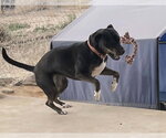Small Photo #7 American Pit Bull Terrier-Unknown Mix Puppy For Sale in Peralta, NM, USA