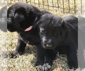 German Shepherd Dog Puppy for sale in ROCKFORD, IL, USA