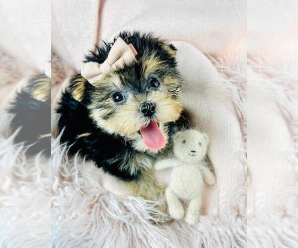 Medium Photo #1 Morkie Puppy For Sale in MIAMI, FL, USA