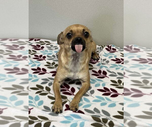 Medium Photo #2 Chihuahua-Unknown Mix Puppy For Sale in Osgood, IN, USA