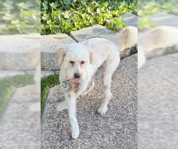 Medium Photo #3 Mutt Puppy For Sale in Oakley, CA, USA
