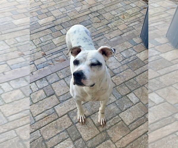 Medium Photo #4 American Staffordshire Terrier-Labrador Retriever Mix Puppy For Sale in Brewster, NY, USA