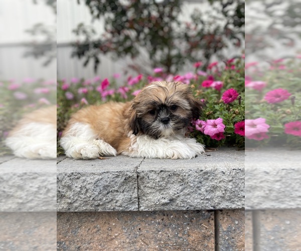 Medium Photo #9 Shih Tzu Puppy For Sale in CANOGA, NY, USA