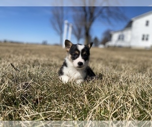 Pembroke Welsh Corgi Puppy for sale in ARTHUR, IL, USA