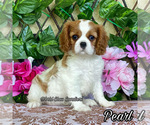 Image preview for Ad Listing. Nickname: Pearl
