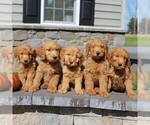 Small Photo #2 Goldendoodle Puppy For Sale in EPHRATA, PA, USA