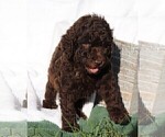Small Photo #22 Poodle (Standard) Puppy For Sale in LAKE CITY, FL, USA