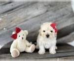 Puppy Rusty Bichpoo