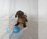 Dexter - Male Dachshund Puppy for Sale - Photo #2