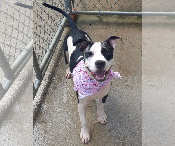 Medium Photo #9 American Pit Bull Terrier-Unknown Mix Puppy For Sale in Murfreesboro, NC, USA