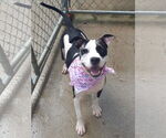 Small #8 American Pit Bull Terrier Mix