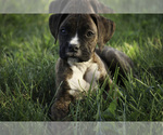 Small #1 Boxer