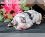 Puppy Ariana Australian Shepherd