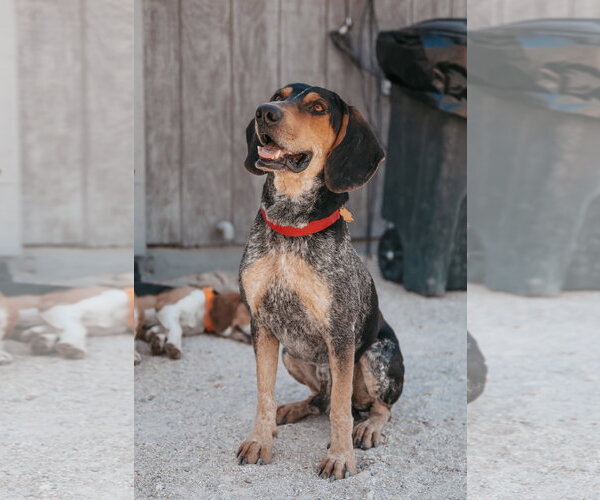 Medium Photo #4 Coonhound Puppy For Sale in Las Vegas, NV, USA