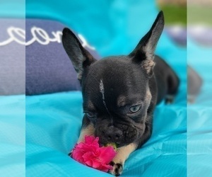 French Bulldog Puppy for sale in TAMPA, FL, USA