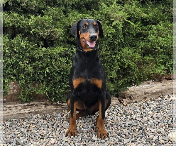 Medium Photo #2 Doberman Pinscher Puppy For Sale in Albuquerque, NM, USA