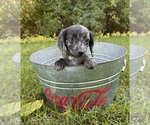 Small #2 Dachshund