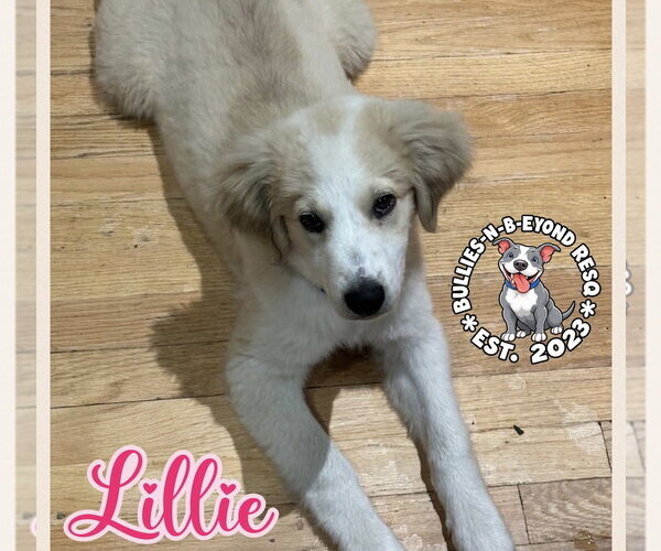 Medium Photo #1 Great Pyrenees-Unknown Mix Puppy For Sale in Omaha, NE, USA