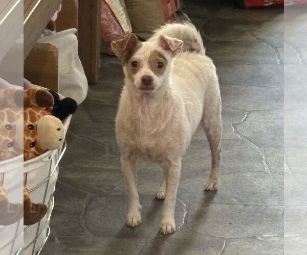 Medium Photo #5 Rat-Cha Puppy For Sale in Sistersville, WV, USA