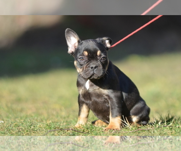 Medium Photo #35 French Bulldog Puppy For Sale in Kiskoros, Bacs-Kiskun, Hungary