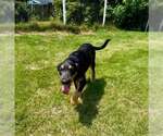 Small Labrador Retriever Mix