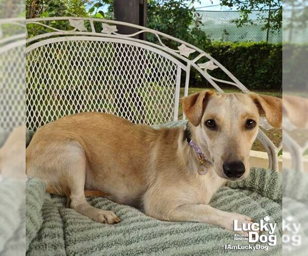Medium Photo #2 Dachshund-Unknown Mix Puppy For Sale in Washington, DC, USA