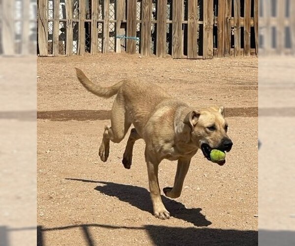 Medium Photo #2 Mutt Puppy For Sale in Apple Valley, CA, USA