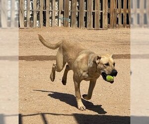 Amarilla - Female Mutt Dog for Adoption - Photo #2