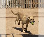 Small #1 Mutt