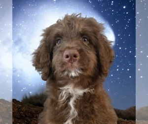 Aussiedoodle Puppy for Sale in LAKELAND, Florida USA