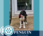 Small #1 Labrador Retriever Mix