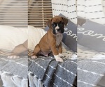 Small Photo #46 Boxer Puppy For Sale in GOSHEN, IN, USA