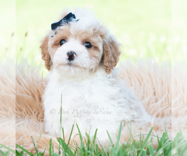 Medium Photo #52 Maltipoo (Miniature) Puppy For Sale in WARSAW, IN, USA
