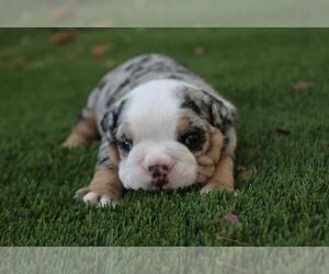English Bulldog Puppy for sale in GLENCOE, IL, USA
