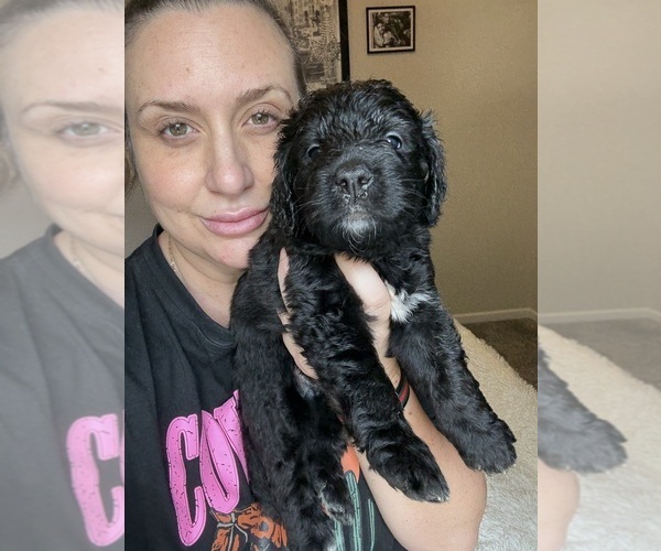 Medium Photo #22 Bernedoodle Puppy For Sale in BELMONT, NC, USA