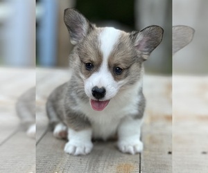 Pembroke Welsh Corgi Puppy for sale in ROLLA, MO, USA