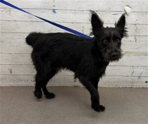 Irish Terrier Dogs for adoption in San Bernardino, CA, USA