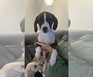 Boxador Dogs for adoption in Aurora, IN, USA