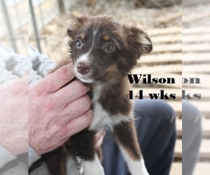 Miniature Australian Shepherd Puppy for sale in LEXINGTON, AL, USA